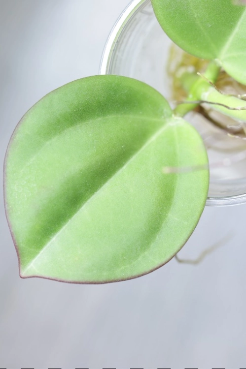 Hoya Subquintuplinervis Silver (Pachyclada Silver)