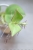 Hoya Subquintuplinervis Silver (Pachyclada Silver)