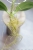 Hoya Subquintuplinervis Silver (Pachyclada Silver)