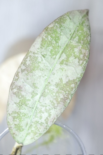 Hoya aff Lambii Silver