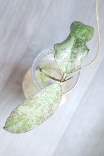 Hoya aff Lambii Silver