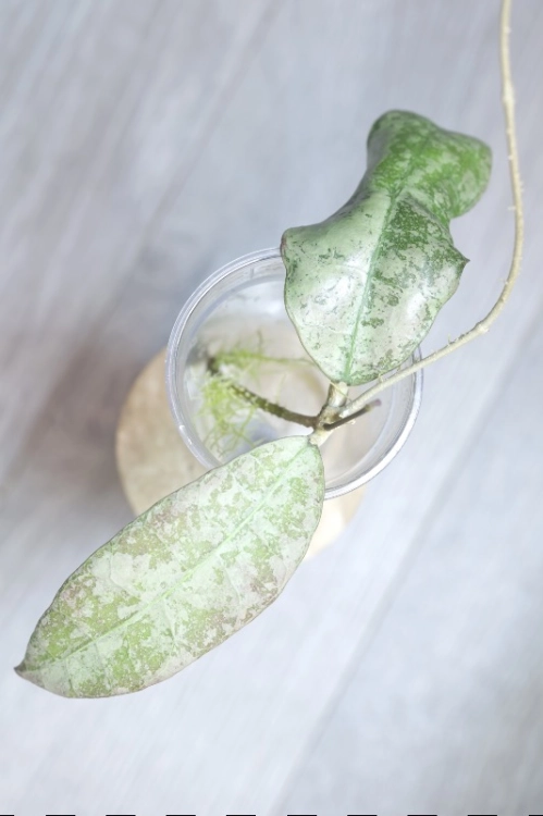 Hoya aff Lambii Silver