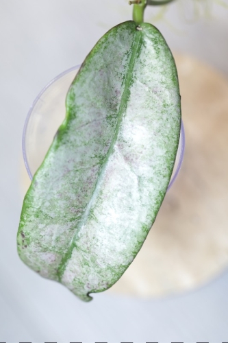 Hoya Buntokensis Purnama