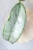 Hoya Buntokensis Purnama