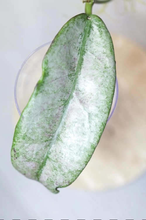 Hoya Buntokensis Purnama