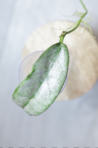 Hoya Buntokensis Purnama