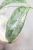 Hoya Buntokensis Purnama