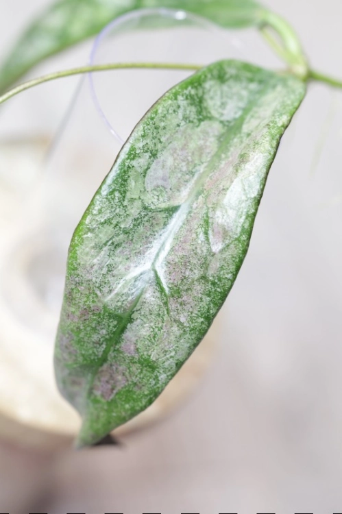 Hoya Buntokensis Purnama