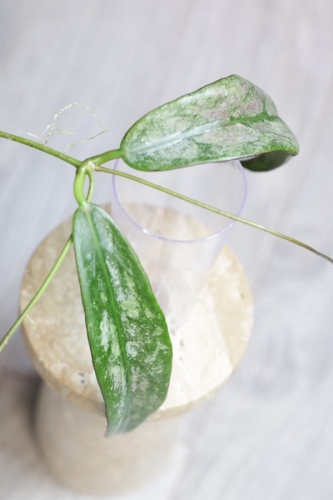 Hoya Buntokensis Purnama