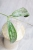 Hoya Buntokensis Purnama
