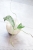 Hoya Buntokensis Purnama
