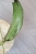 Hoya Buntokensis Purnama