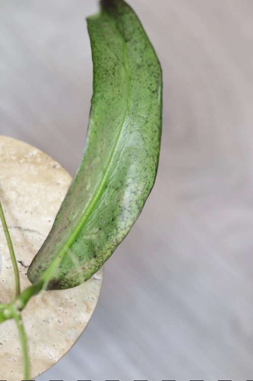 Hoya Buntokensis Purnama