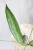 Hoya Buntokensis Purnama
