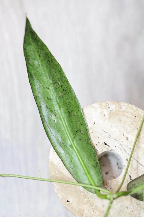 Hoya Buntokensis Purnama