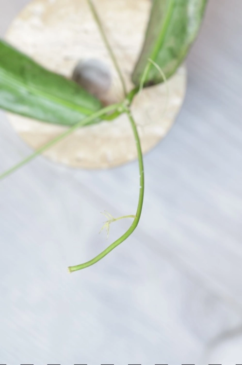 Hoya Buntokensis Purnama