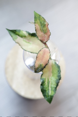 Hoya Caudata Variegata