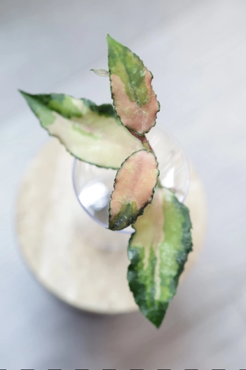 Hoya Caudata Variegata