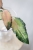 Hoya Caudata Variegata