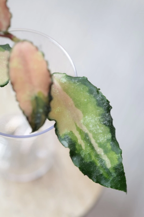 Hoya Caudata Variegata