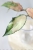 Hoya Caudata Variegata