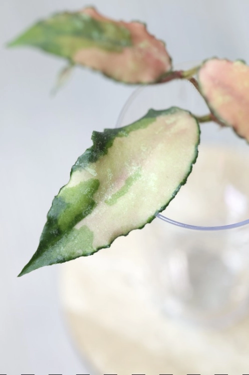 Hoya Caudata Variegata