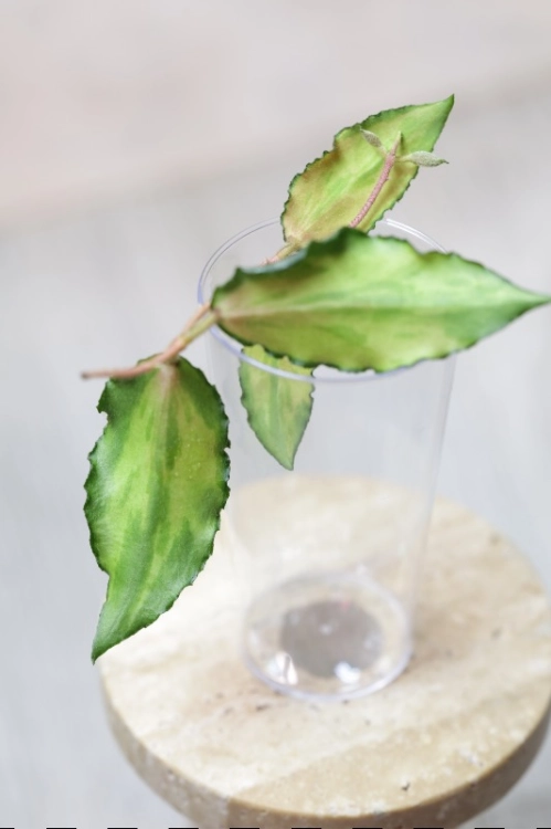 Hoya Caudata Variegata