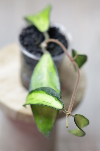 Hoya Phuwuaensis Variegata