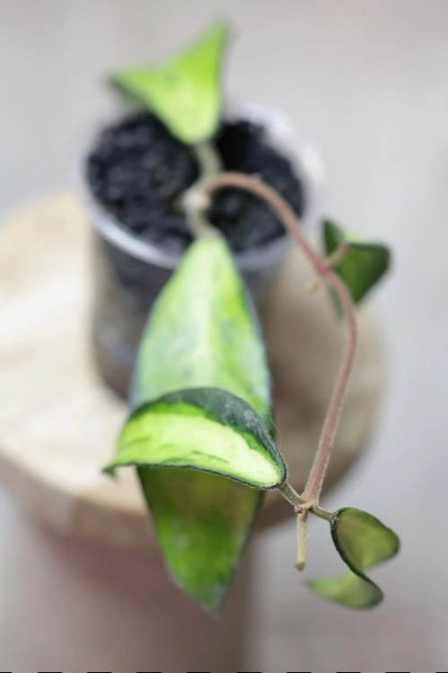 Hoya Phuwuaensis Variegata