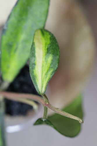 Hoya Phuwuaensis Variegata