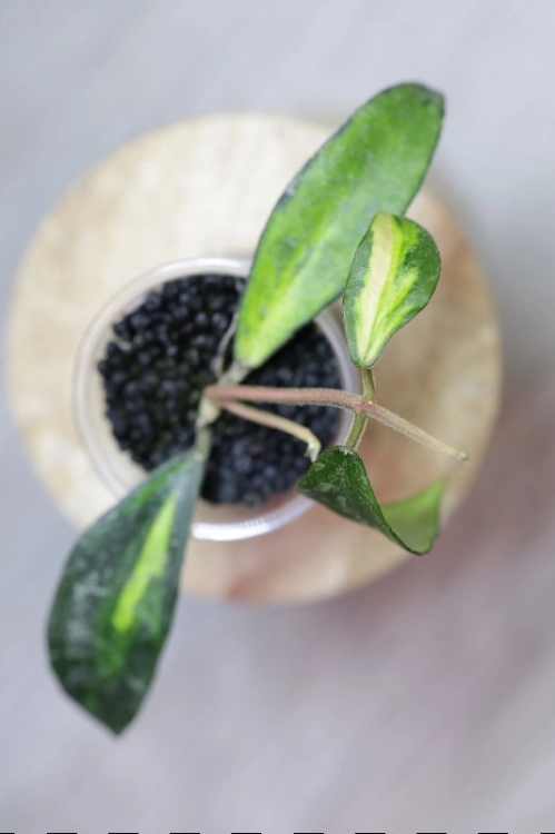 Hoya Phuwuaensis Variegata