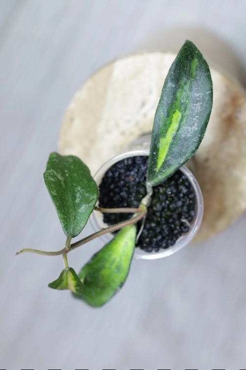 Hoya Phuwuaensis Variegata