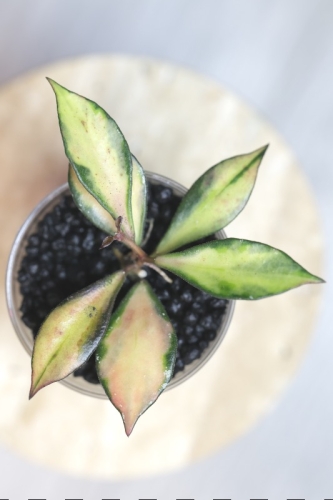 Hoya Bakoensis Inner Variegata