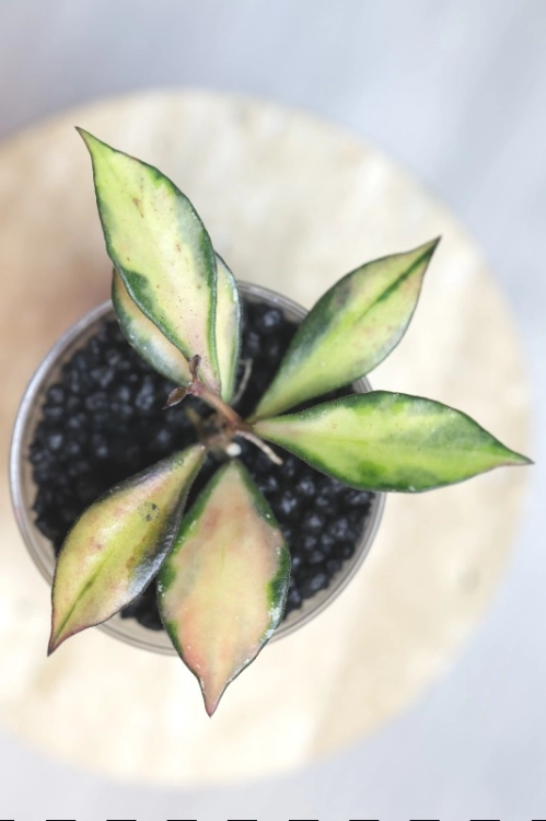 Hoya Bakoensis Inner Variegata