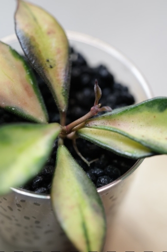Hoya Bakoensis Inner Variegata