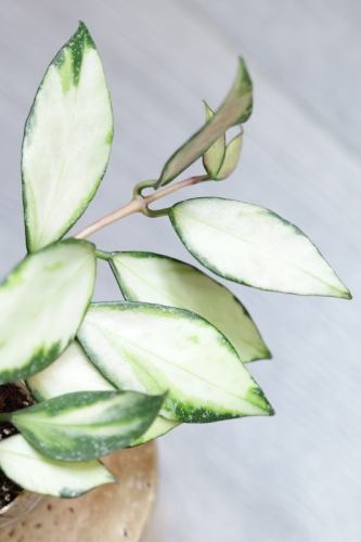 Hoya Nabawanensis Variegata
