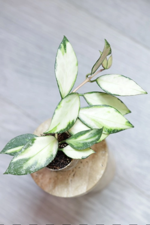 Hoya Nabawanensis Variegata