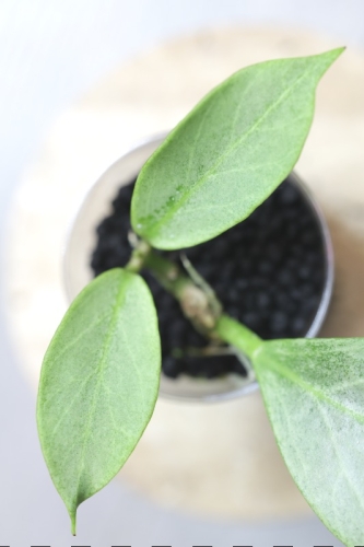 Hoya Obscura Cryptic Chrome