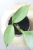 Hoya Obscura Cryptic Chrome