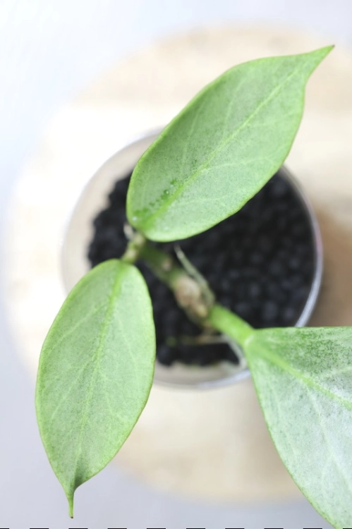 Hoya Obscura Cryptic Chrome