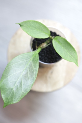 Hoya Obscura Cryptic Chrome