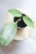 Hoya Obscura Cryptic Chrome