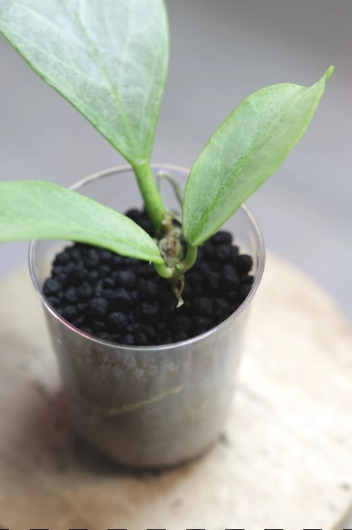 Hoya Obscura Cryptic Chrome