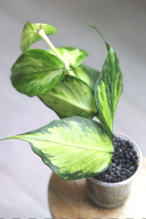 Hoya Polyneura King