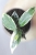 Hoya Lacunosa Lumina