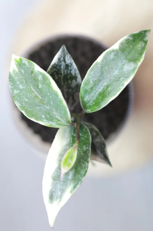 Hoya Lacunosa Lumina