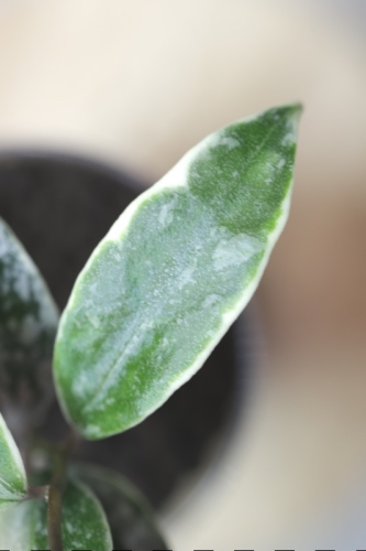 Hoya Lacunosa Lumina