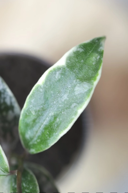 Hoya Lacunosa Lumina