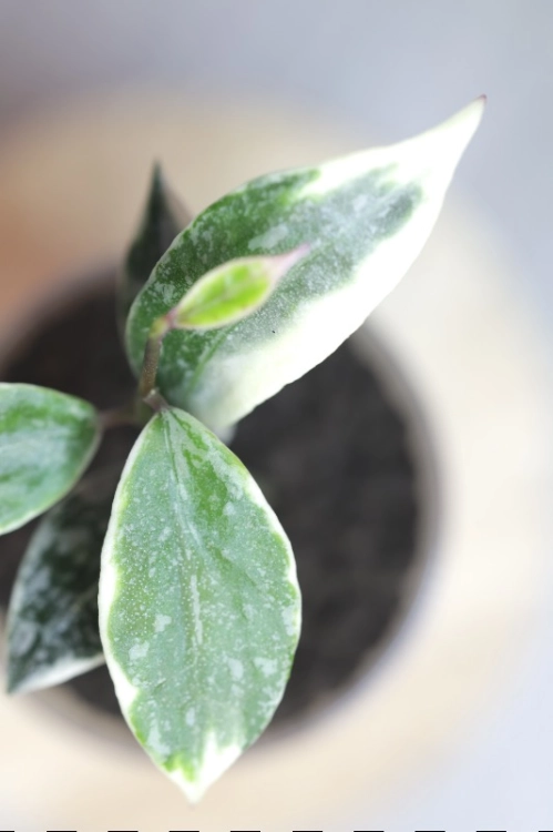 Hoya Lacunosa Lumina