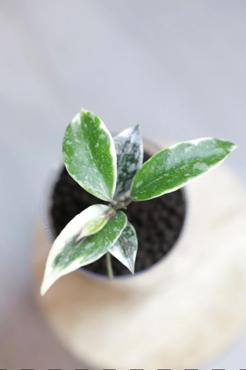 Hoya Lacunosa Lumina